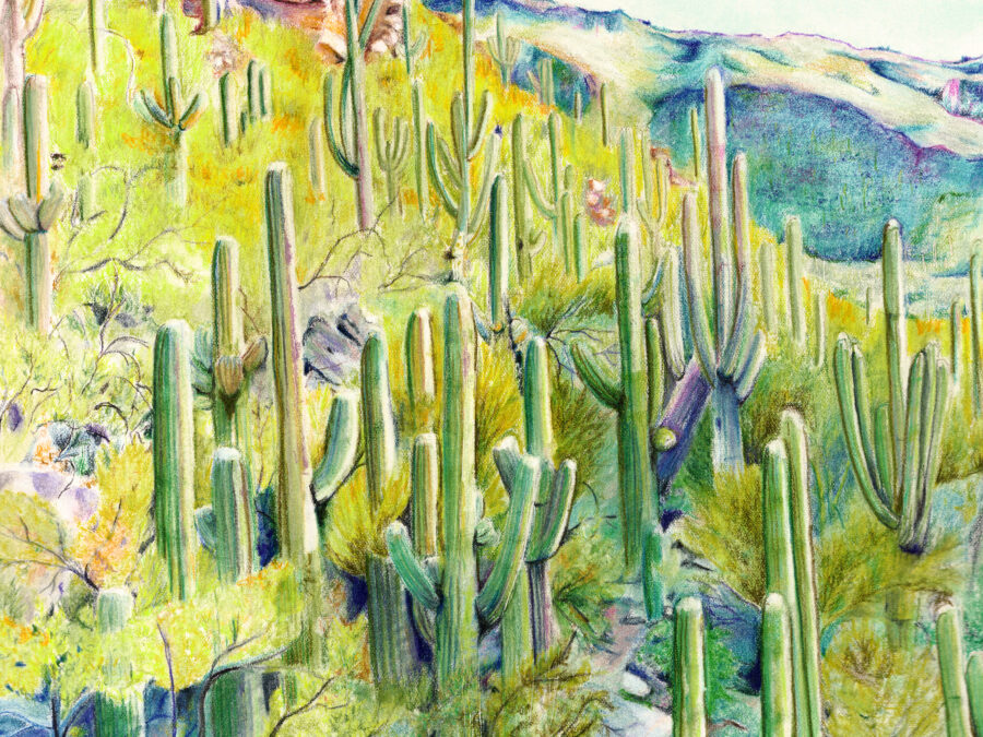 Sabino2 by Amber Pierson
