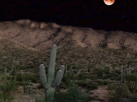 Blood Moon Over the Saguaro by Leslie Wells