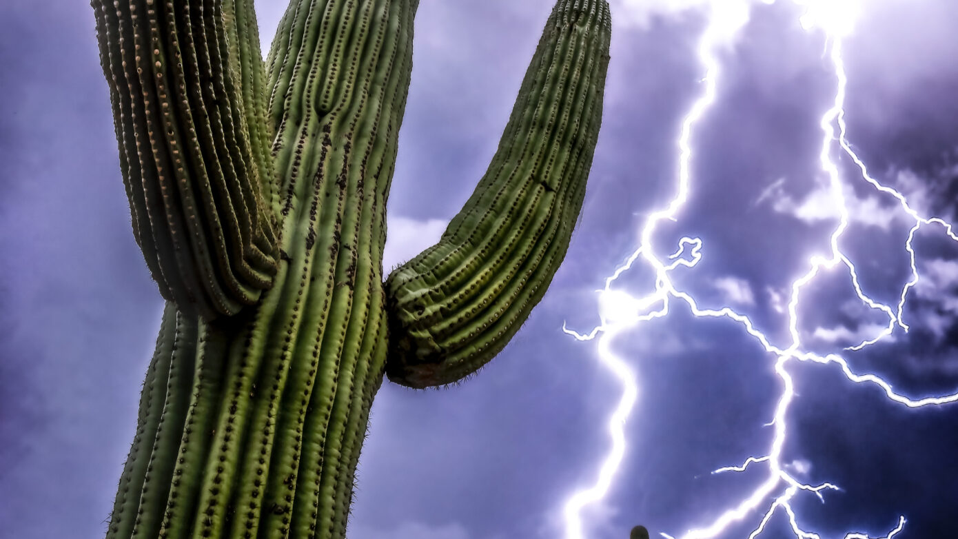Electric Saguaro by Leslie Wells