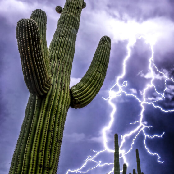 Electric Saguaro by Leslie Wells