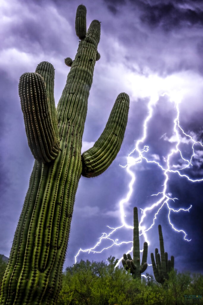 Electric Saguaro by Leslie Wells