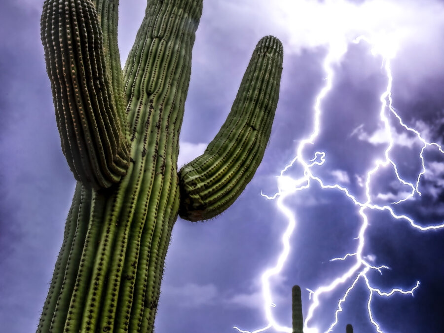 Electric Saguaro by Leslie Wells