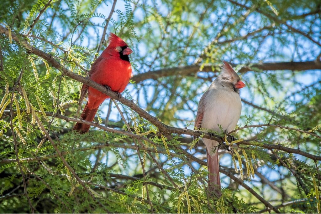 A red male cardinal and pale female cardinal perched together on leafy tree branches.