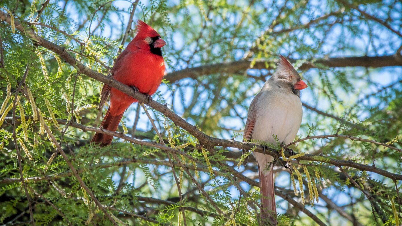 A red male cardinal and pale female cardinal perched together on leafy tree branches.