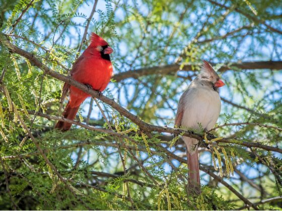 A red male cardinal and pale female cardinal perched together on leafy tree branches.
