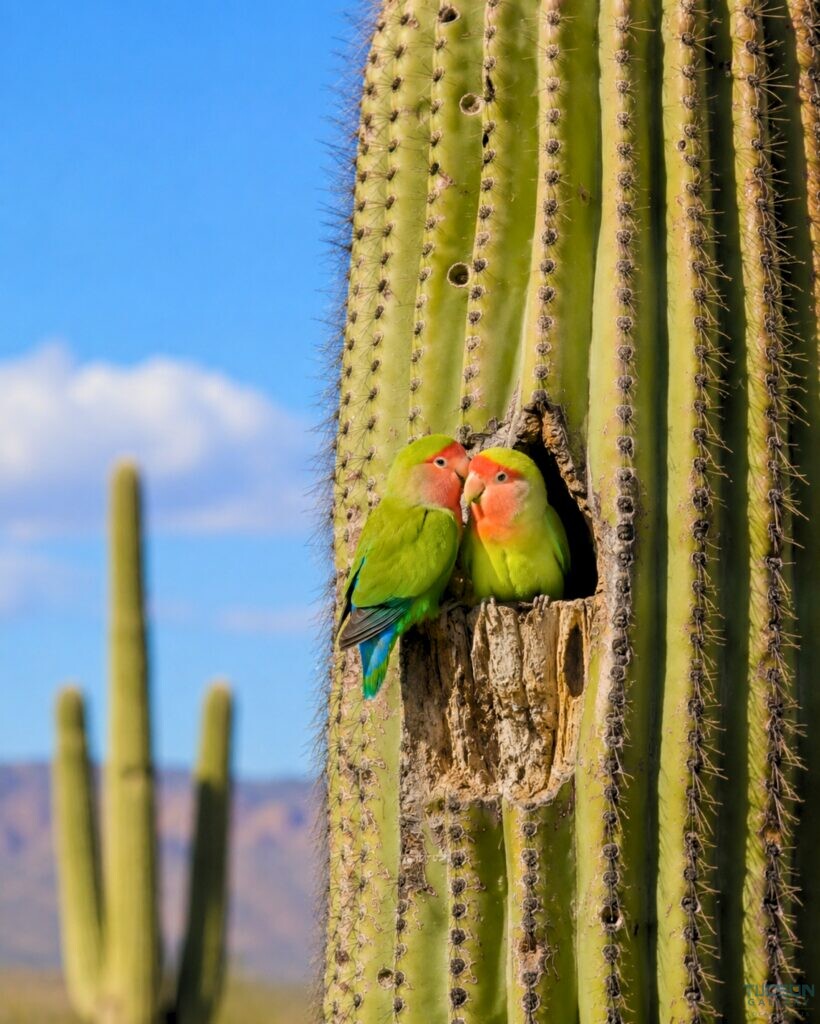 Two rosy-faced lovebirds nestled together inside a nesting cavity in a saguaro cactus.